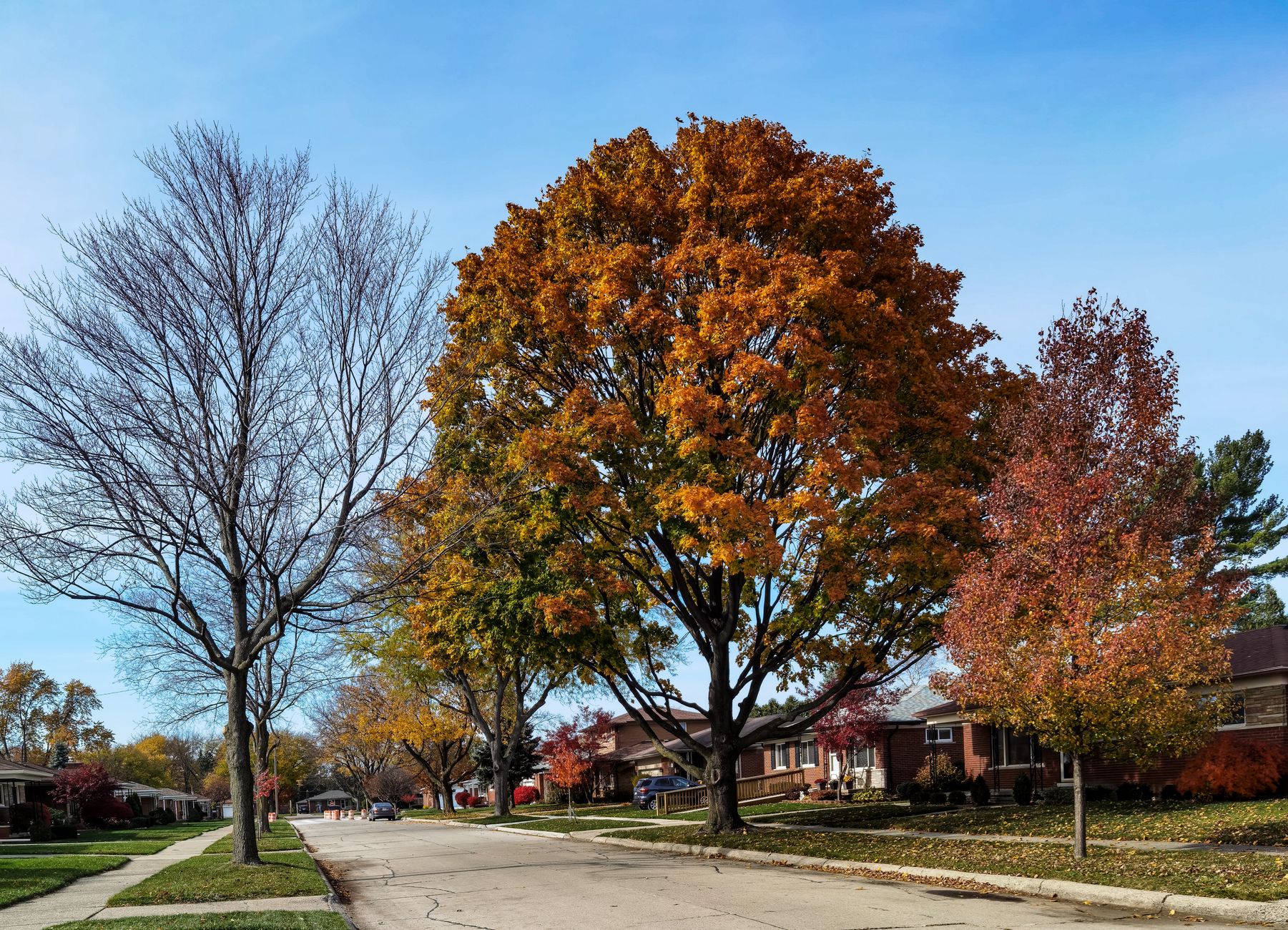 Tree Trimming